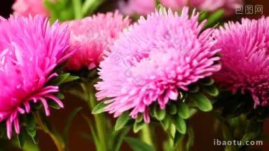 美丽的蓬松的<strong>粉色菊花</strong>旋转在它的轴特写